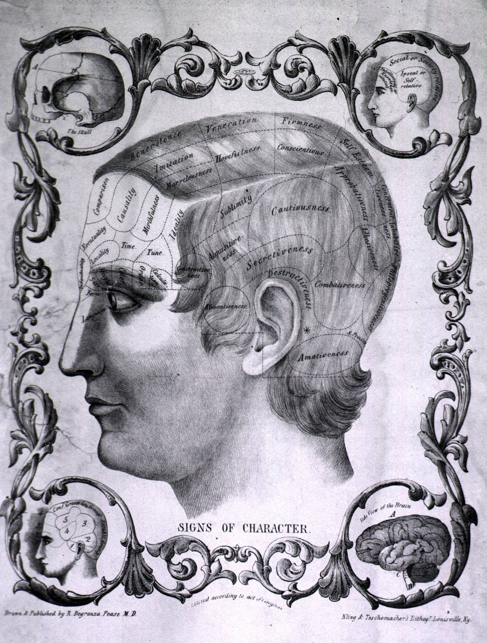 Phrenology Chart